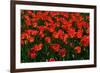 Red Tulips-Howard Ruby-Framed Photographic Print