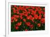 Red Tulips-Howard Ruby-Framed Photographic Print