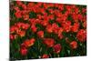 Red Tulips-Howard Ruby-Mounted Photographic Print