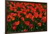 Red Tulips-Howard Ruby-Framed Photographic Print