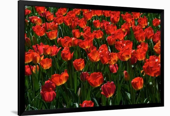 Red Tulips-Howard Ruby-Framed Photographic Print