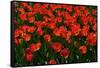Red Tulips-Howard Ruby-Framed Stretched Canvas