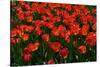 Red Tulips-Howard Ruby-Stretched Canvas