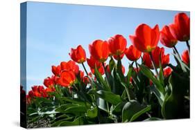 Red Tulips-pljvv-Stretched Canvas