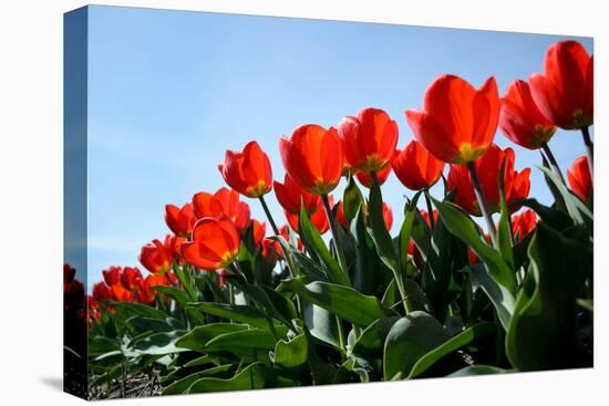 Red Tulips-pljvv-Stretched Canvas