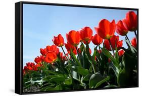 Red Tulips-pljvv-Framed Stretched Canvas