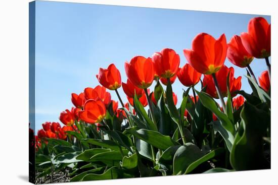 Red Tulips-pljvv-Stretched Canvas