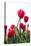 Red Tulips-ardni-Stretched Canvas
