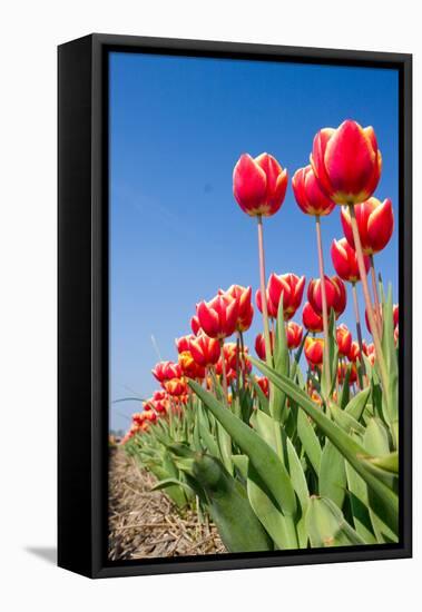 Red Tulips-esbobeldijk-Framed Stretched Canvas