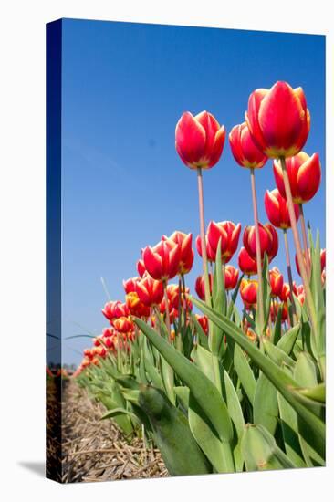Red Tulips-esbobeldijk-Stretched Canvas