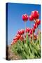 Red Tulips-esbobeldijk-Stretched Canvas