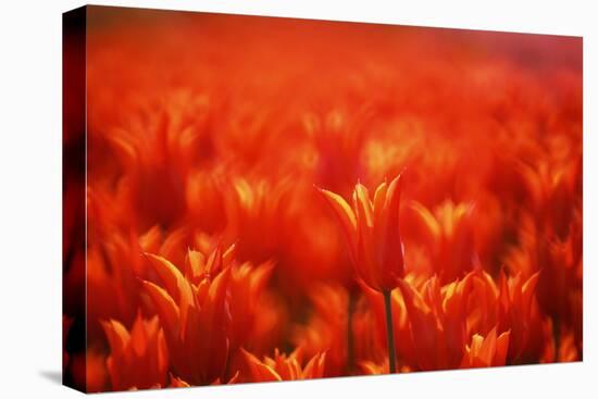 Red Tulips-WizData-Stretched Canvas