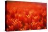 Red Tulips-WizData-Stretched Canvas