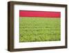 Red Tulips-ErikdeGraaf-Framed Photographic Print