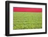 Red Tulips-ErikdeGraaf-Framed Photographic Print