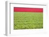 Red Tulips-ErikdeGraaf-Framed Photographic Print