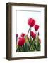 Red Tulips-ardni-Framed Photographic Print