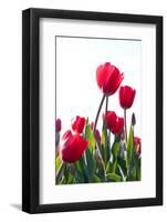 Red Tulips-ardni-Framed Photographic Print