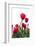 Red Tulips-ardni-Framed Photographic Print