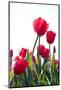 Red Tulips-ardni-Mounted Photographic Print