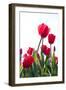 Red Tulips-ardni-Framed Photographic Print