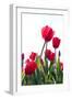 Red Tulips-ardni-Framed Photographic Print