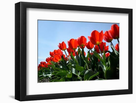 Red Tulips-pljvv-Framed Photographic Print