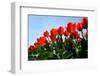 Red Tulips-pljvv-Framed Photographic Print