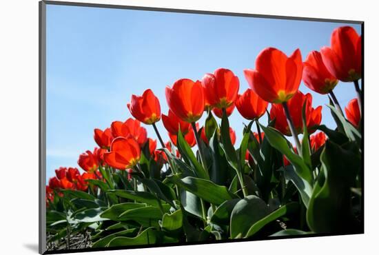 Red Tulips-pljvv-Mounted Photographic Print