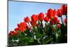 Red Tulips-pljvv-Mounted Photographic Print