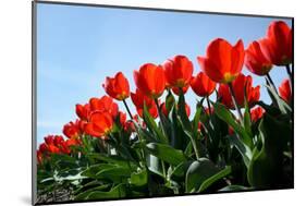 Red Tulips-pljvv-Mounted Photographic Print