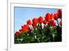 Red Tulips-pljvv-Framed Photographic Print