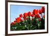 Red Tulips-pljvv-Framed Photographic Print