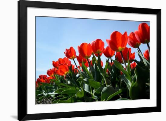 Red Tulips-pljvv-Framed Photographic Print