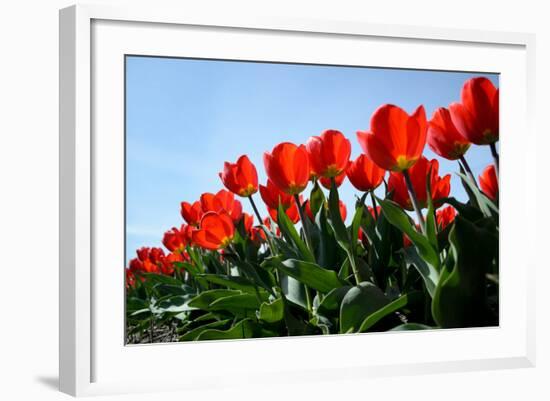 Red Tulips-pljvv-Framed Photographic Print