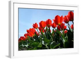 Red Tulips-pljvv-Framed Photographic Print