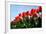 Red Tulips-pljvv-Framed Photographic Print