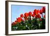 Red Tulips-pljvv-Framed Photographic Print