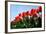 Red Tulips-pljvv-Framed Photographic Print