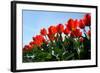 Red Tulips-pljvv-Framed Photographic Print