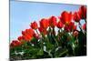 Red Tulips-pljvv-Mounted Photographic Print