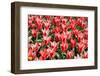 Red Tulips-sborisov-Framed Photographic Print