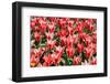 Red Tulips-sborisov-Framed Photographic Print