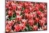 Red Tulips-sborisov-Mounted Photographic Print