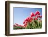 Red Tulips-esbobeldijk-Framed Photographic Print