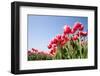 Red Tulips-esbobeldijk-Framed Photographic Print