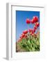 Red Tulips-esbobeldijk-Framed Photographic Print