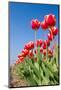 Red Tulips-esbobeldijk-Mounted Photographic Print