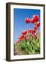 Red Tulips-esbobeldijk-Framed Photographic Print