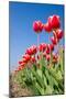 Red Tulips-esbobeldijk-Mounted Photographic Print